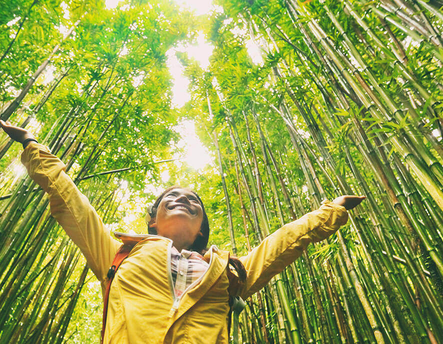 Forêt de Bamboo