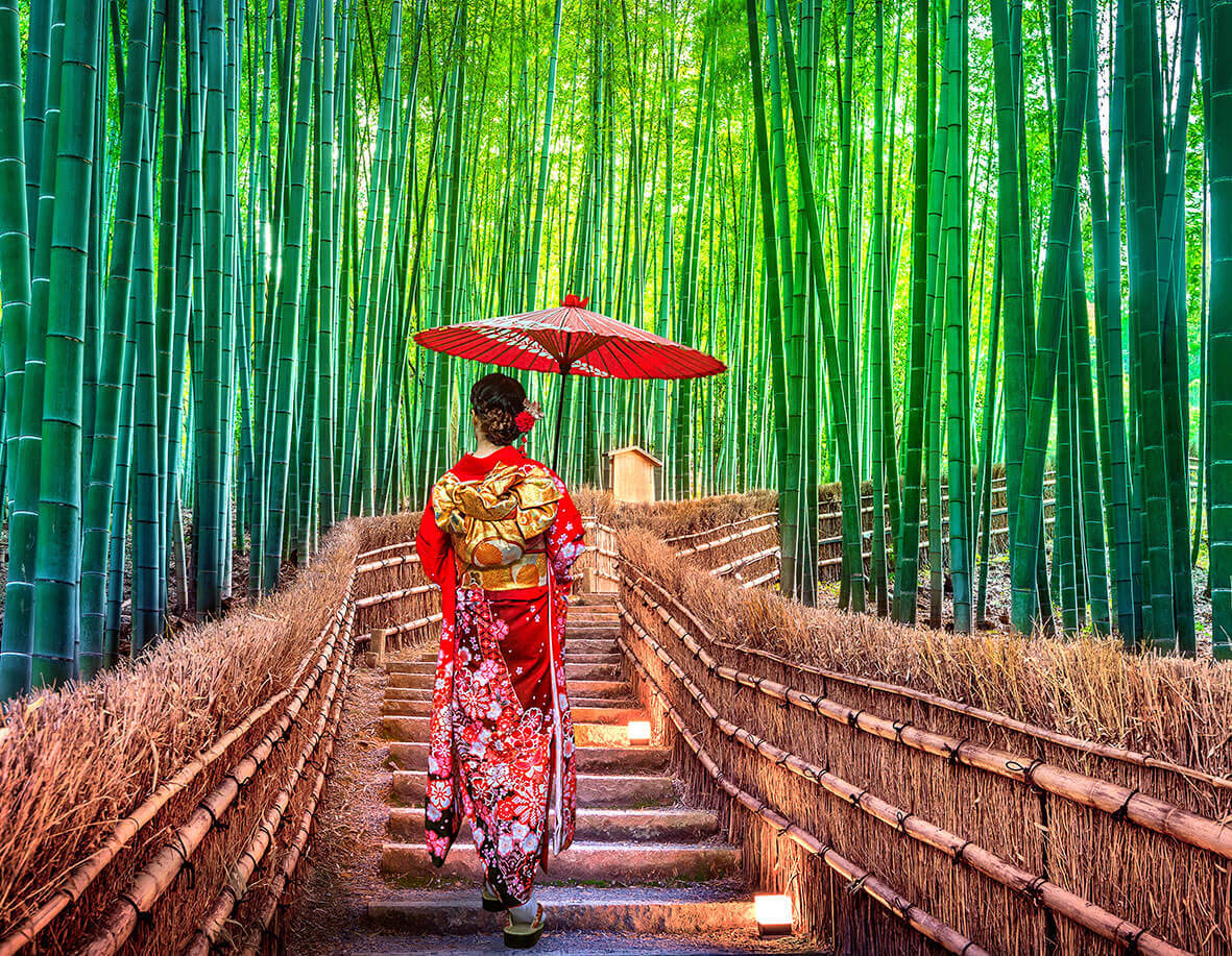 Balade au cœur de la forêt de Bamboo
